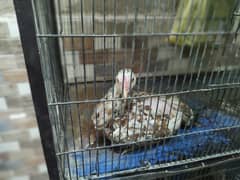 Hen