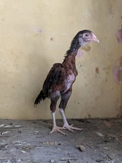 Aseel female hen for sale