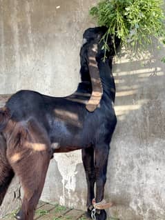 Amritsari  beetal bacha