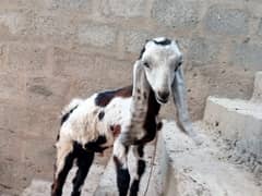 Goat for Sale