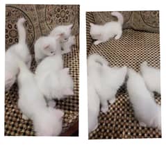 kittens
