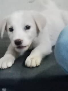 Labrador Retriever Cross Breed