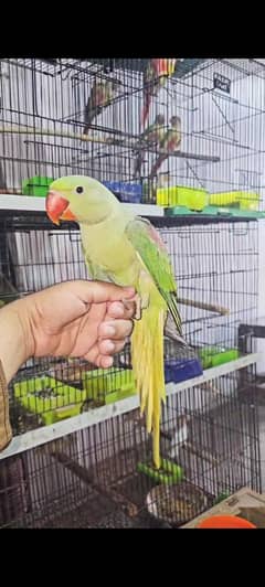 raw jambo size kashmiri chicks 03240045535