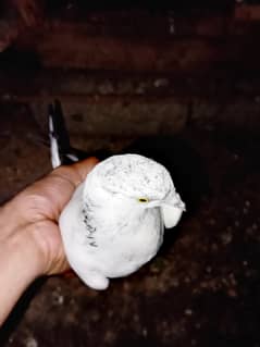 Pigeons