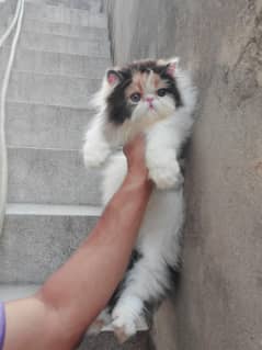 peke face female kitten