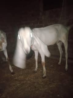 healthy and active makhi chini and desi  pure