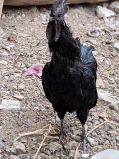 ayam