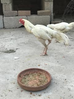 aseel Heera trio set for sale urgent in ghauri town Islamabad