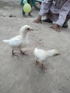 aseel Hera