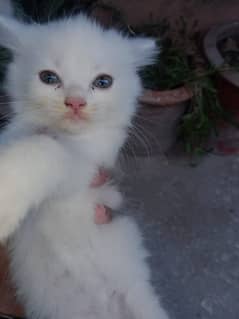 Persian