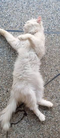Persian cat for sale in Rawalpindi and Islamabad