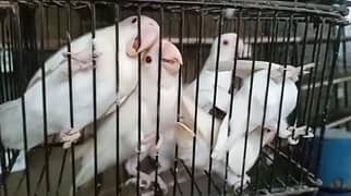 albino red eye