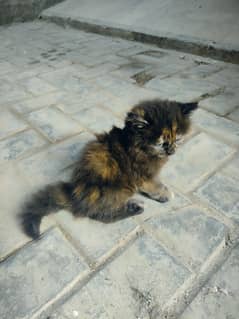 Brown-black Persian kitten