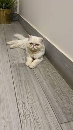 piki face silky white female kitten champion line cfa
