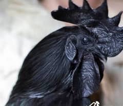 Ayam cemani male he breeder he