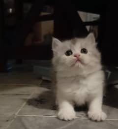 persian /triple coat/ male and female kittens