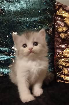 persian /triple coat/ male and female kittens