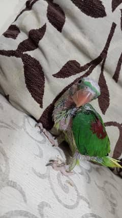 Parrot