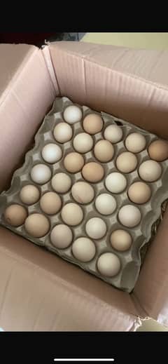 Desi eggs for sale