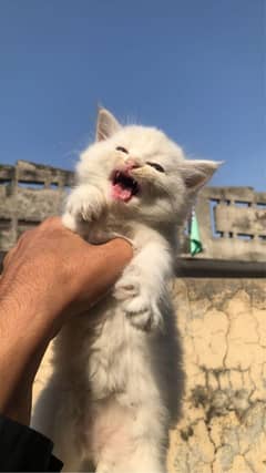 Persian baby cats
