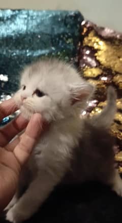 persian triple coat  female kitten