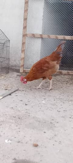 Cockerel, (Rooster or Murgha)