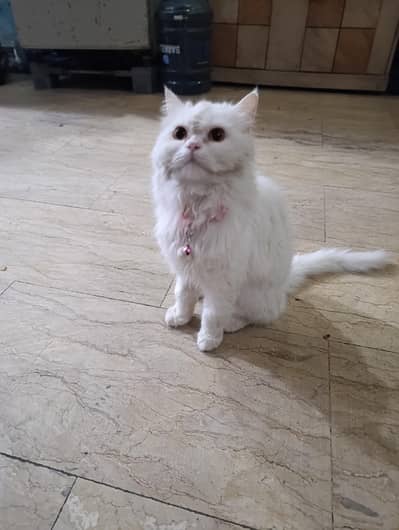 Persian cat