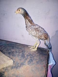Old blood line pure aseel female    my Whatsapp no is 03461221282