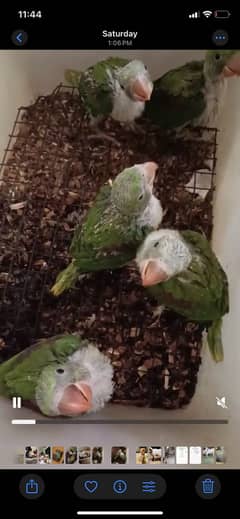 Raw and  ringneck chicks