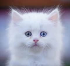 Persian  | Persian Cat | Punch Face Persian 0344/4278/121 WhatsApp