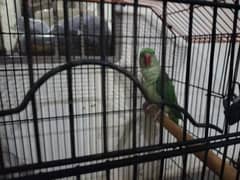 for sale