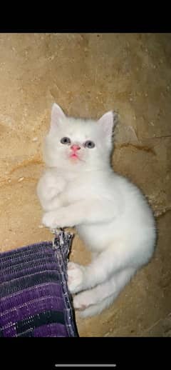 Persian cats