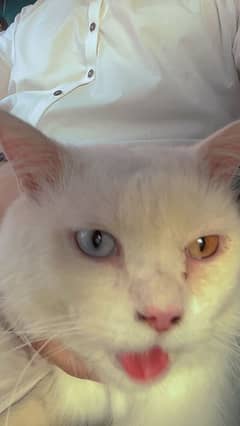 White cat