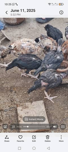 Aseel chicks for sale