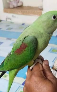 Kashmiri Raw parrot for sale
