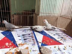 Pied Dove