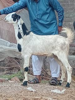 Desi Bareedar bakry sale