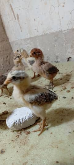 Pure aseel mianwali age 1 month total chicks 8