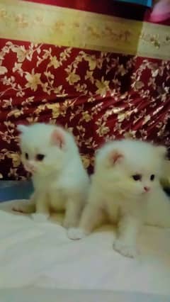 Persian kitten triple Cottage