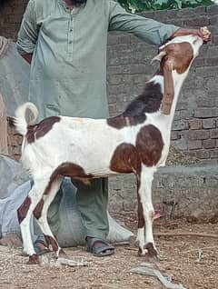 sheraa Print 2 Dant Bakra Sale