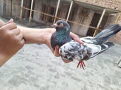 pegion