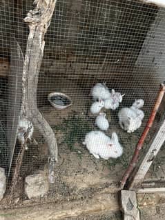 GAINT ANGORA RABIT KIDS PAIR