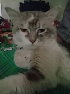 Ciut