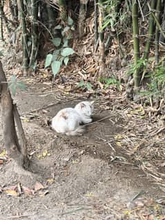Cat for sale