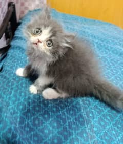 male kitten for sale