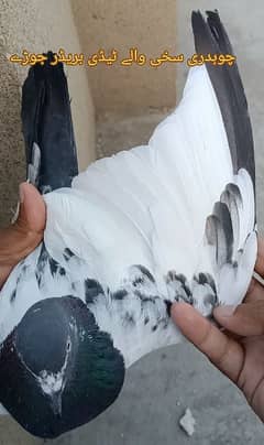 kabootar pigeon pair