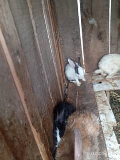 Red eyes rabbit baby's