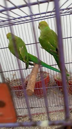 ringneck