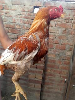Aseel