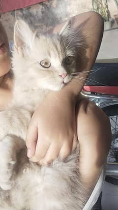 3 months female PERCIAN kitten